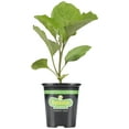 thumbnail image 3 of (2 pack) Bonnie Plants Black Beauty Type Eggplant 19.3 oz., 3 of 11