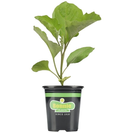 Bonnie Plants Black Beauty Type Eggplant 19.3 oz.