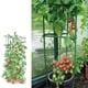 thumbnail image 5 of Toystoory Jaulas de jardín Jaulas de soporte de plantas de plástico Soporte de plantas rectas Soporte de plantas vegetales Enrejado de Jardín y Patio, 5 of 6