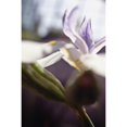 thumbnail image 2 of Macro Of White Iris Blossom Poster Print (12 x 19), 2 of 4
