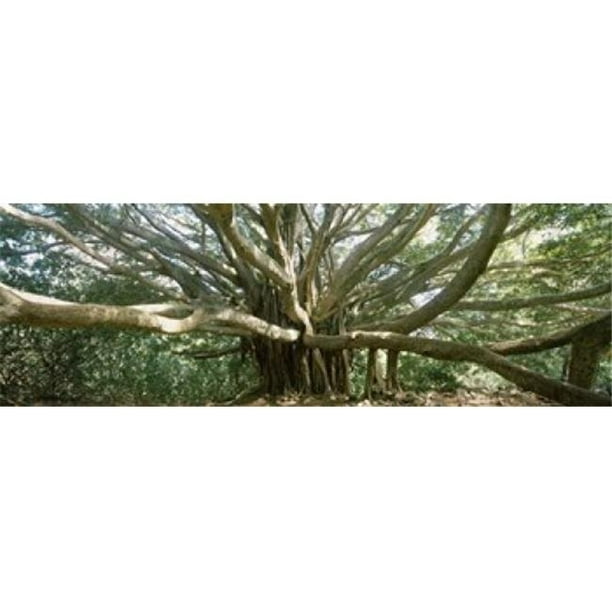 Panoramic Images PPI145441L Affiche Banian Tree S'Étire dans Toutes les Directions, 36 x 12