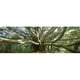 Panoramic Images PPI145441L Affiche Banian Tree S'Étire dans Toutes les Directions, 36 x 12 – image 1 sur 1