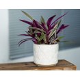 thumbnail image 2 of 5IN ANTI LEAF POT, 2 of 2