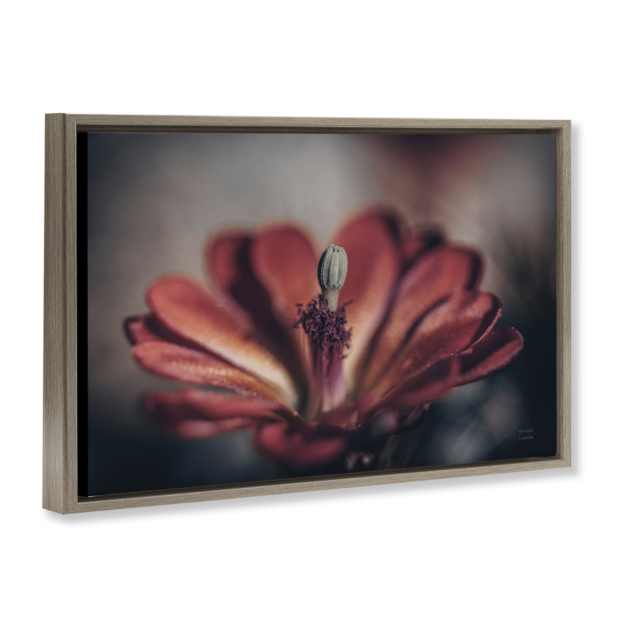 Stupell Industries Red Elevation Bloom Botanical & Floral Photography Brown Floater Framed Art Print Wall Art, 31 x 21