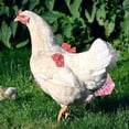 thumbnail image 4 of Pañal para pollos de 3 piezas, pañal para mascotas para gallinas, patos, gansos, ajustable, lavable, reutilizable, para aves de corral XS, 4 of 5