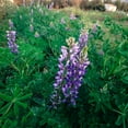 thumbnail image 6 of Arroyo Lupine Flower Seeds, 6 of 10