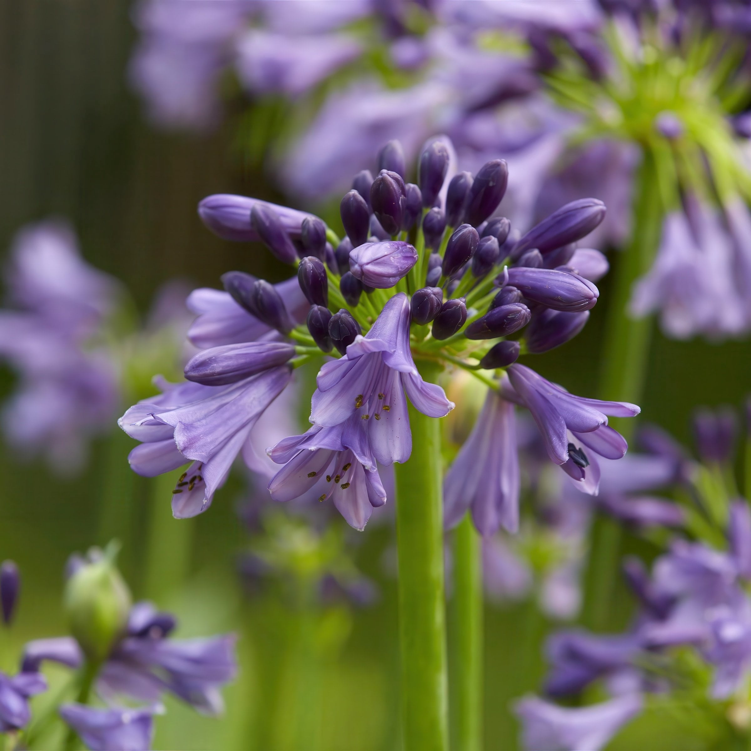 National Plant Network 1 gal. Agapanthus Ever Amethyst Live Perennial Plant