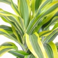 thumbnail image 3 of United Nursery Draceana Lemon Lime Plant Live Indoor Warneckii Shipped in 9.25 inch Grower Pot 24-30 inch Shipping Size, 3 of 3