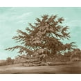 thumbnail image 2 of Kennion, Edward 30x26 Black Ornate Wood Framed with Double Matting Museum Art Print Titled - Serene Trees VI, 2 of 4