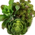 thumbnail image 6 of Vickerman 8" Artificial Succulent Arrangement., 6 of 8