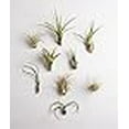thumbnail image 3 of Magasinez des Succulentes / Collection Assortie / Variété d'Espèces, Plante Tropicale d'Intérieur pour Déco Maison, Terrariums DIY, Lot de 10, 3 of 4