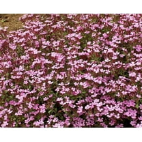 ROCK SOAPWORT 1000 Seeds - Mother Nature's Seeds - Wildflower Seeds - Flower Seeds for Planting - Non-GMO