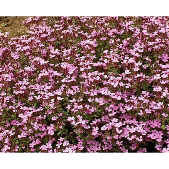 ROCK SOAPWORT 1000 Seeds - Mother Nature's Seeds - Wildflower Seeds - Flower Seeds for Planting - Non-GMO
