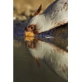 thumbnail image 2 of Lord, Fred 13x18 White Modern Wood Framed Museum Art Print Titled - Texas Male pyrrhuloxis bird drinking, 2 of 4