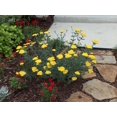 thumbnail image 3 of 250 GOLD Golden Yellow YARROW Achillea Millefolium Flower Seeds, 3 of 5