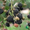 thumbnail image 4 of 1 gal. Navaho Blackberry, 4 of 10