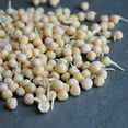 thumbnail image 3 of Organic Yellow Pea Sprouting Seeds - 5 Lb - Non-GMO, Heirloom - Microgreens Pea Shoots, Sprouts, Vegetable Garden, Cover Crop, 3 of 4