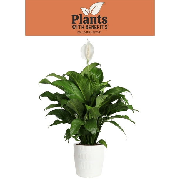 Costa Farms Plants with Benefits Live Indoor 24in. Tall White Peace Lily; Bright, Indirect