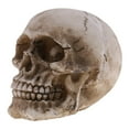 thumbnail image 3 of Resin Small Human Head Skeleton Skull Model Resin Miniatures Ornaments, 3 of 8