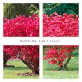thumbnail image 2 of Burning Bush Plant Live Dormant, 8-10 inch Euonymus Burning Bush, Vibrant Foliage Outdoor Shrub, 2 of 7