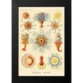 thumbnail image 2 of Haeckel, Ernst 11x14 Black Modern Framed Museum Art Print Titled - Haeckel Nature Illustrations: Siphoneae Hydrozoa, 2 of 5