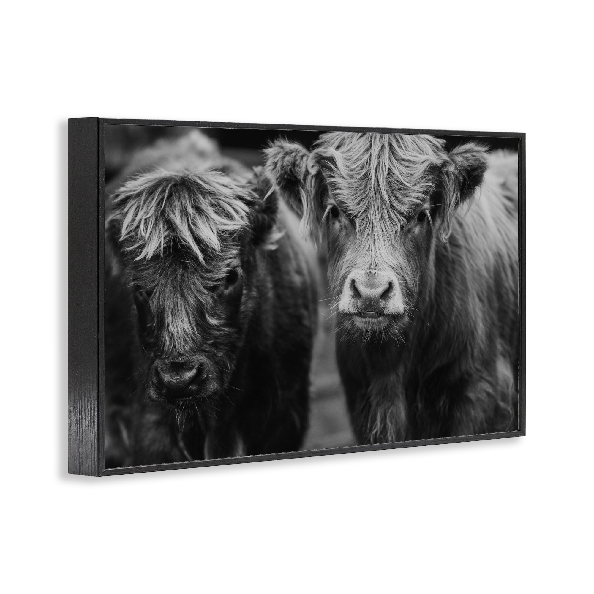 Cow Faces on Farm Black Framed Giclee Art, design by Amy Carroll