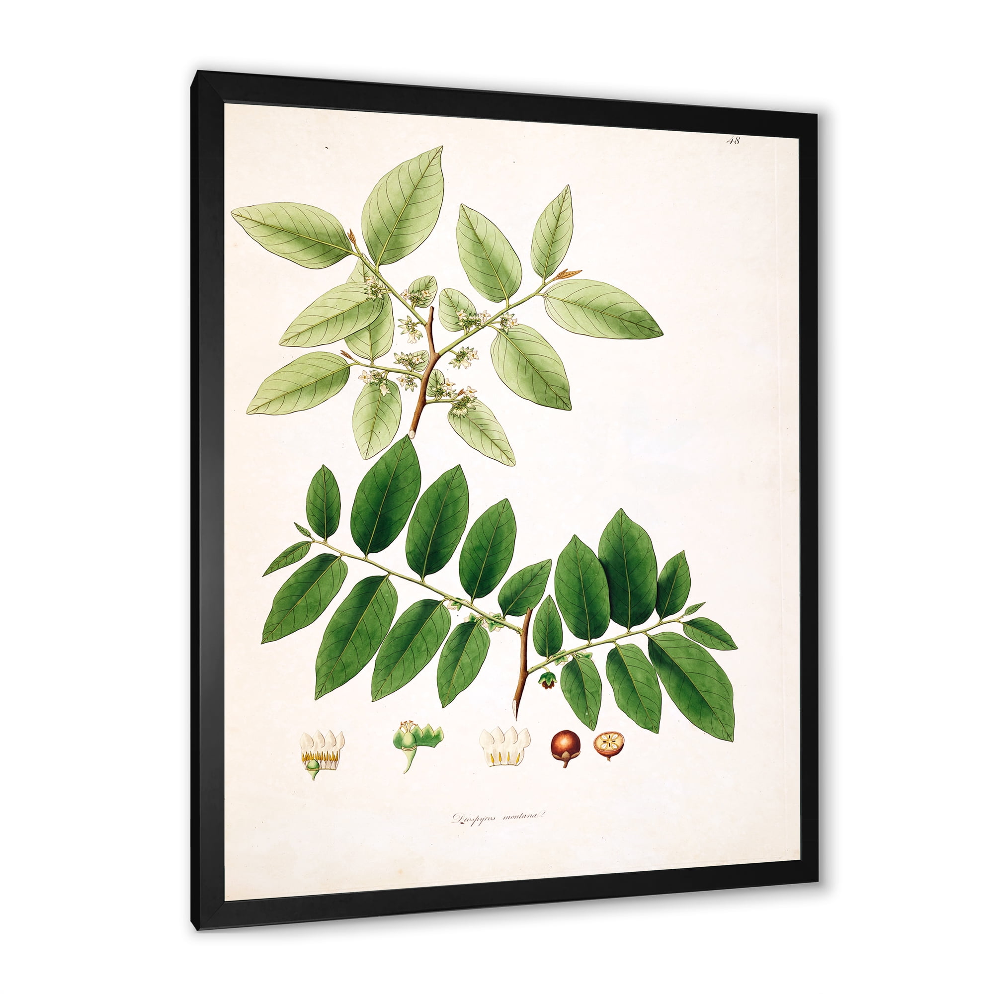 Designart 'Ancient Botanicals XIV' Farmhouse Framed Art Print