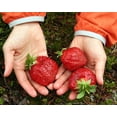 thumbnail image 4 of GSDWIUEW Fresca Strawberry Seeds Everbearing Year-Round Heirloom 15 Seeds, 4 of 8