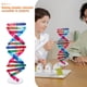thumbnail image 2 of ColoMX Modelos de ADN Componentes del modelo de doble hélice Ensamblaje de ciencia Instrumento educativo de enseñanza de genes humanos Modelos de estructura en espiral, 2 of 8