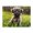500 Pieces, variant on 500-Piece Wooden Jigsaw Puzzle for Adults - Puppy In Grass Cute Furry , Fun & Relaxing Family Game, No-Dust Interlocking Pieces, Perfect Wall Decor & Holiday Gift