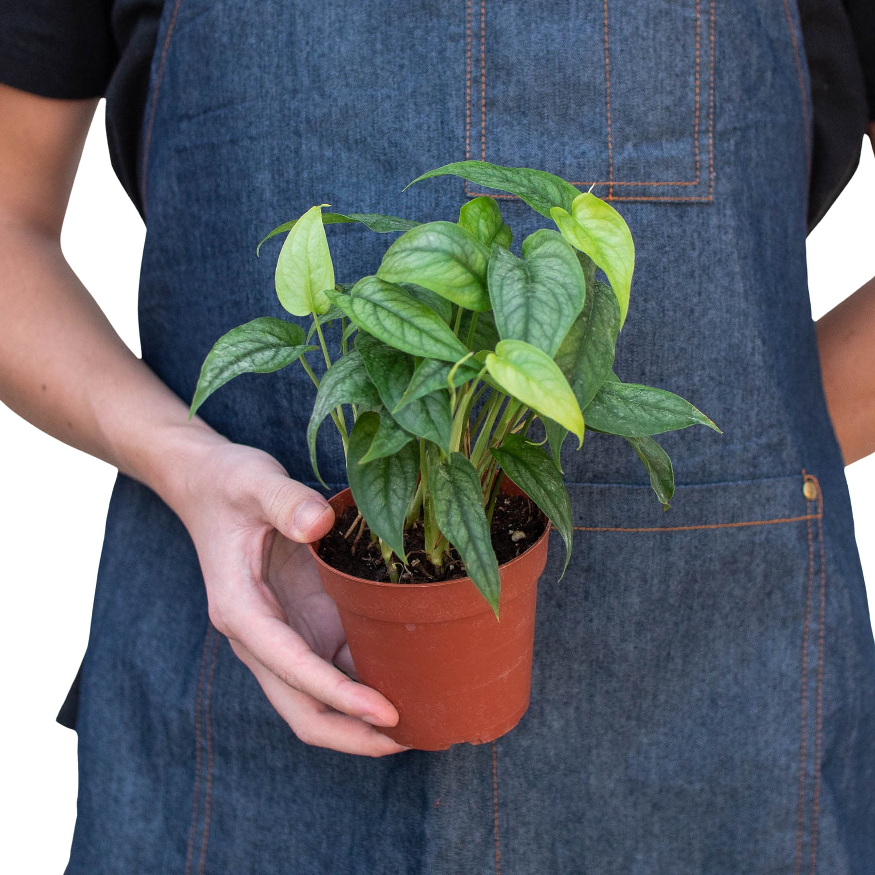 Monstera 'Siltepecana', 4" Pot, Indoor Houseplant, Easy Care, Live Plant for Indoor & Outdoor