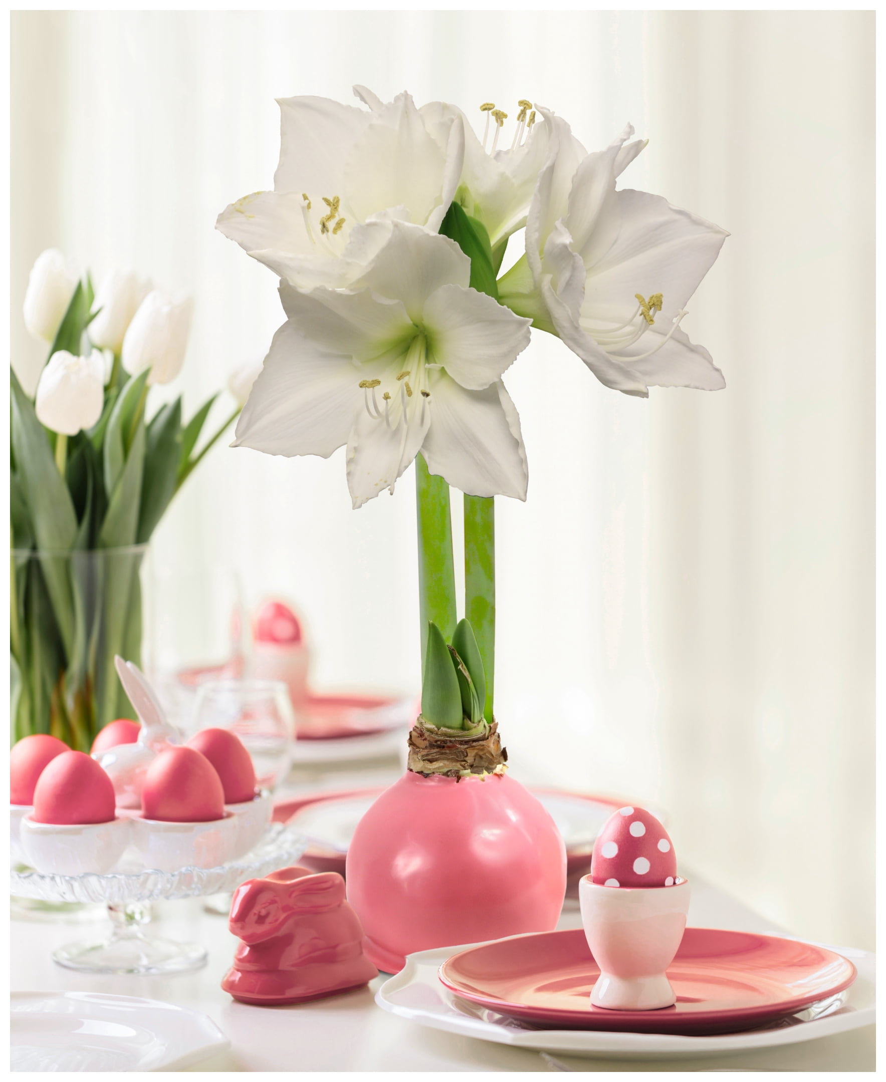 National Plant Network Pastel Pink Waxed White Blooming Giant Amaryllis Bulb