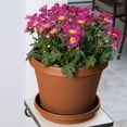 thumbnail image 5 of Bloem Terra Pot Planter 16 in. Terra Cotta, 5 of 9