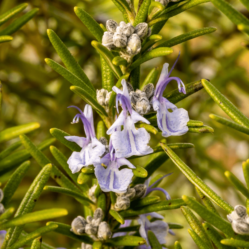 Set of 2 ARP Rosemary Live Plants 4-7 Inch Tall, Fragrant Culinary Herb Plants for Indoor Herb Garden & Outdoor Planting