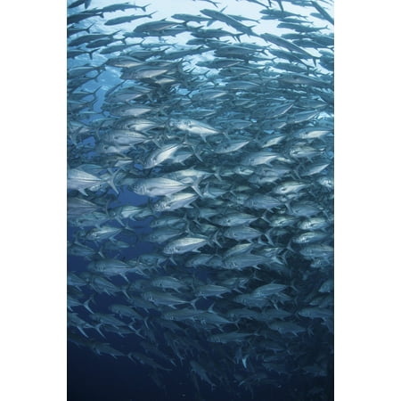 A massive school of bigeye trevally near Cocos Island Costa Rica Canvas Art - Ethan DanielsStocktrek Images (12 x 17)