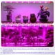 thumbnail image 5 of Tiras de luz LED para cultivo de plantas iPower, espectro completo, 48 LED, 5 of 6