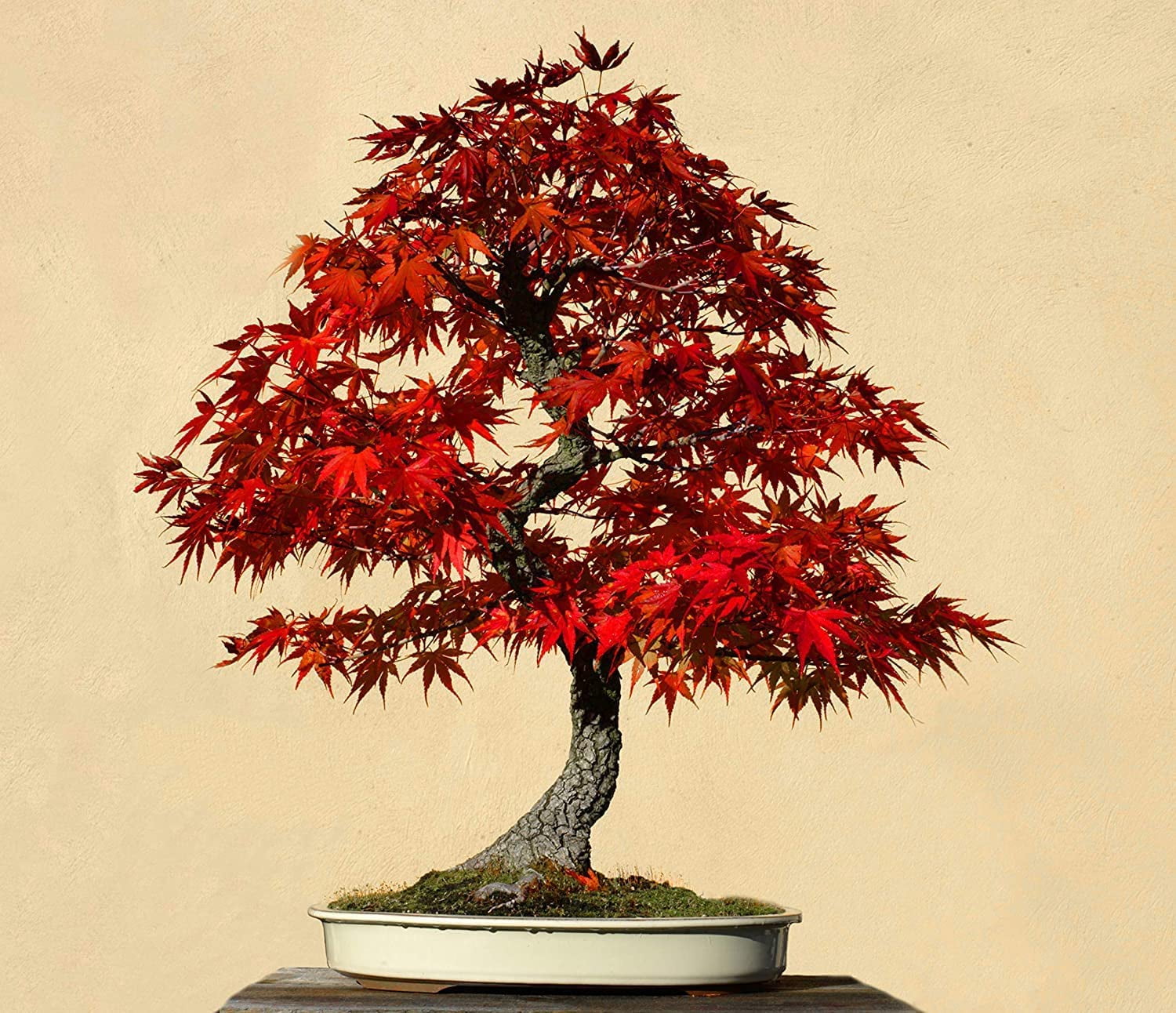 30 Red Maple Bonsai Tree Seeds Made in USA, Ships from Iowa