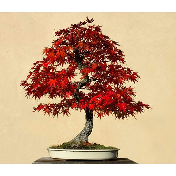 30 Red Maple Bonsai Tree Seeds - Made in USA, Ships from Iowa