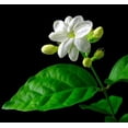 thumbnail image 2 of Ohio Grown Arabian Tea Jasmine Plant - Maid of Orleans - 4" Pot, 2 of 3