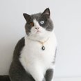 thumbnail image 4 of Collares de Cadena para Perros Piezas Ajustables Plástico Acrílico Collar Francés Mediano Azul jinwen Collar de cachorro de gato, 4 of 8