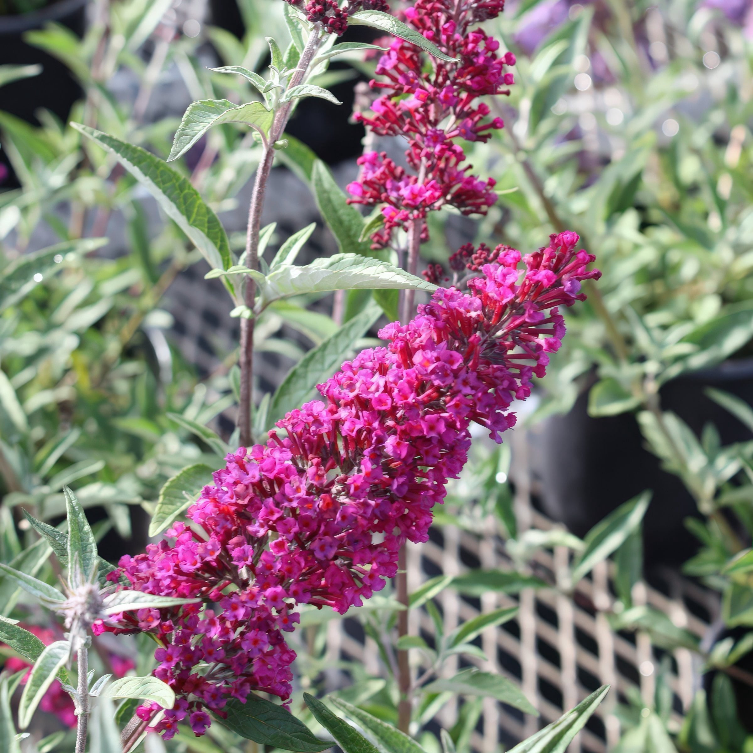 National Plant Network 3.25 in. Buddleia Magenta Buzz (4-Pack)
