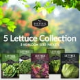 thumbnail image 4 of 5 Packs Lettuce Seeds - Buttercrunch Oakleaf Lolla Rosa Parris Island Iceberg - Full Sun Annual Vegetable, 4 of 9