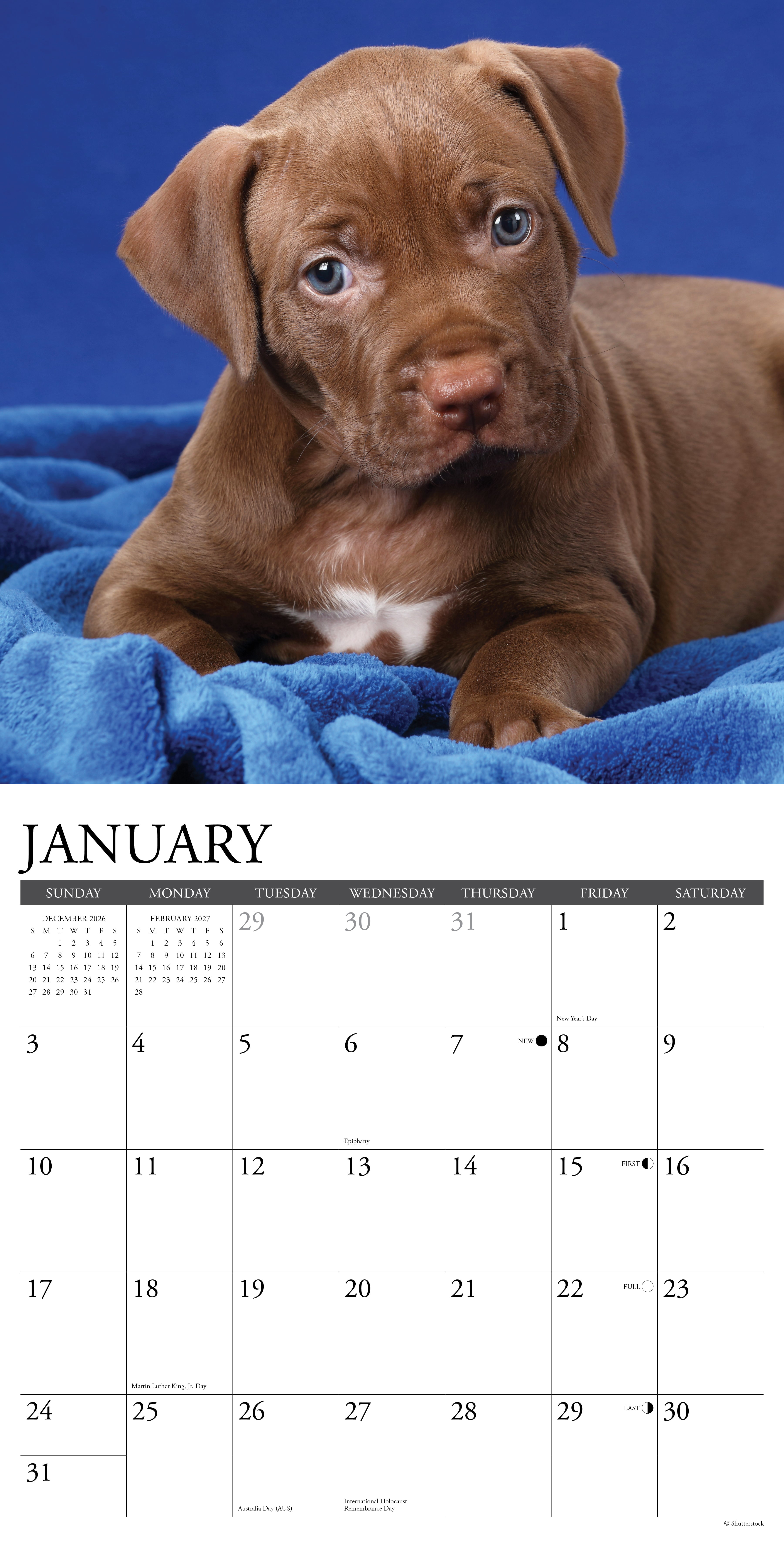 Willow Creek Press, American Pit Bull Terrier Puppies 2027 Wall Calendar