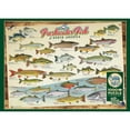 thumbnail image 4 of Cobble Hill 1,000 piece puzzle - Freshwater Fish of North - reference poster included, 4 of 8