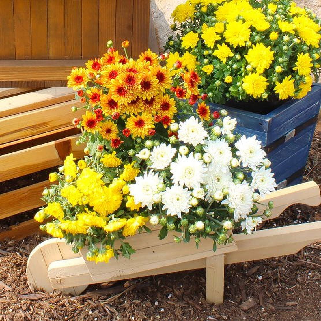 Expert Gardener 3.0QT Orange Mum Live Plant in Grower Pot