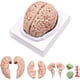 thumbnail image 1 of Cerebro Humano, Modelo de AnatomíA del Cerebro Humano de TamañO Real con Base de ExposicióN, para Estudio de Aula de Ciencias y ExposicióN de EnseñAnza B, 1 of 5