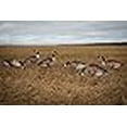 thumbnail image 3 of Real-Geese 1 Doz Vivid Series Silhouette Decoys, 3 of 4