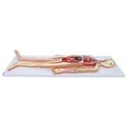 Axis Scientific Human Circulatory System Model, Half Life-Size, Realistic, Detailed Arteries and Veins Model with Thoracic Organs, Includes a Product Manual