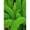 thumbnail image 6 of Foxtail Fern Myers  10 Live Plants  Asparagus Densiflorus Myersii  Unique Tropical Landscape Groundcover, 6 of 9