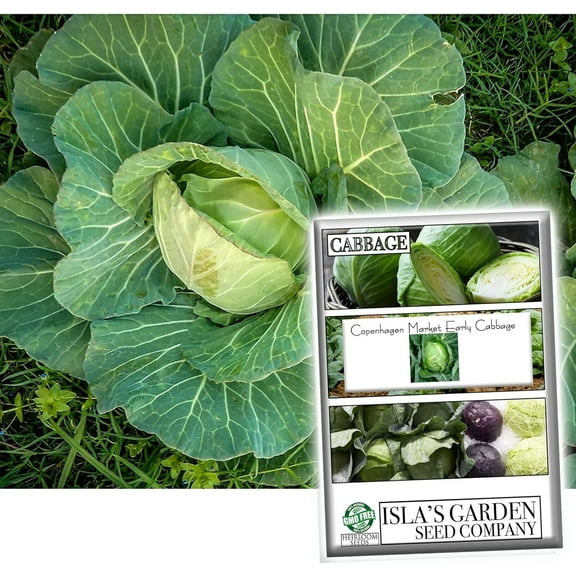 Copenhagen Market Early Cabbage Seeds for Planting, 300  Heirloom Seeds Per Packet Non Gmo Seeds, Botanical Name Brassica oleracea, Great Home Garden Gift